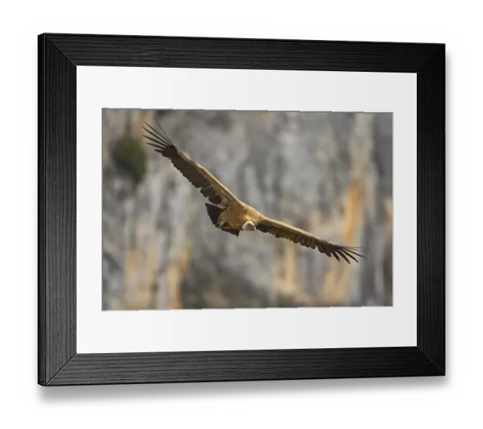 Framed Print : Eurasian Griffon Vulture (Gyps fulvus) adult, in flight, Segovia, Castile and Leon, Spain