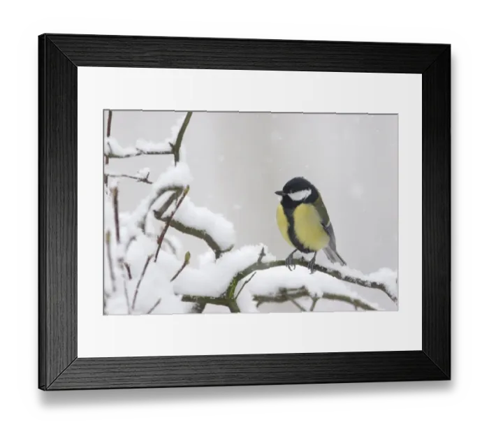 Framed Print : Great Tit (Parus major) adult, perched on snow covered twig during snowfall, Yorkshire, England, december Framed Print : Great Tit (Parus major) adult, perched on snow covered twig during snowfall, Yorkshire, England, december