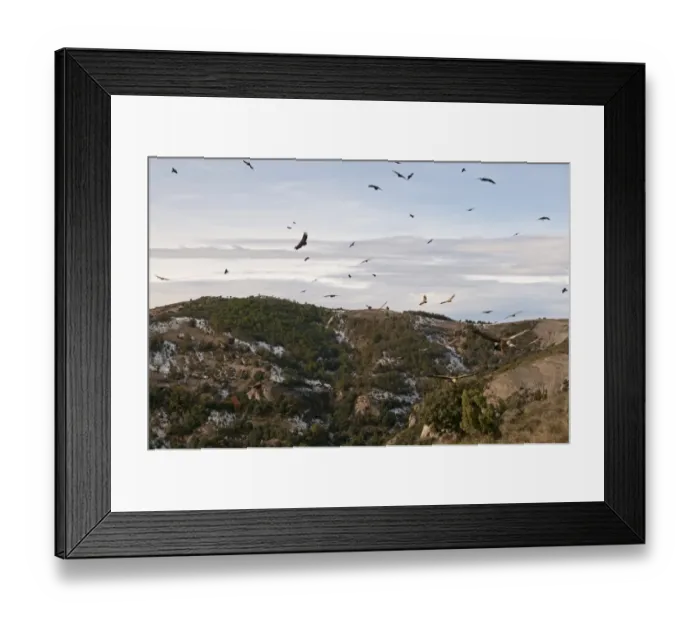 Framed Print : Eurasian Griffon Vulture (Gyps fulvus) flock, in flight, soaring over mountain habitat, Pyrenees, Catalonia, Spain, november Framed Print : Eurasian Griffon Vulture (Gyps fulvus) flock, in flight, soaring over mountain habitat, Pyrenees, Catalonia, Spain, november