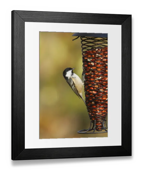 Framed Print : Coal Tit (Parus ater) adult, feeding on peanuts at hanging feeder, Powys, Wales, november Framed Print : Coal Tit (Parus ater) adult, feeding on peanuts at hanging feeder, Powys, Wales, november