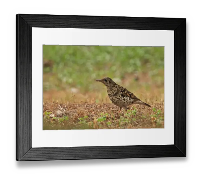 Framed Print : Scaly Thrush (Zoothera dauma aurea) adult, standing on ground, Beidaihe, Hebei, China, may Framed Print : Scaly Thrush (Zoothera dauma aurea) adult, standing on ground, Beidaihe, Hebei, China, may