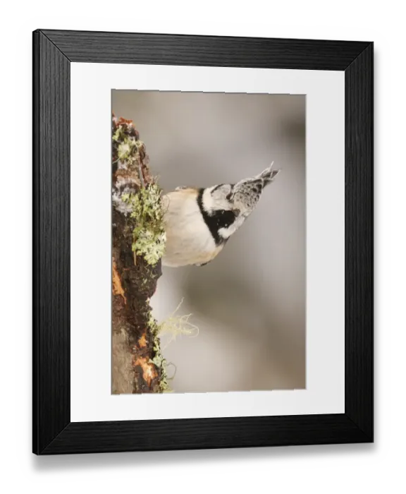 Framed Print : Crested Tit (Lophophanes cristatus) adult, perched on lichen covered branch, Switzerland, winter Framed Print : Crested Tit (Lophophanes cristatus) adult, perched on lichen covered branch, Switzerland, winter