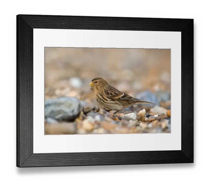 Framed Print : Twite (Acanthis flavirostris) adult, winter plumage, feeding on shingle beach, Suffolk, England, november Framed Print : Twite (Acanthis flavirostris) adult, winter plumage, feeding on shingle beach, Suffolk, England, november