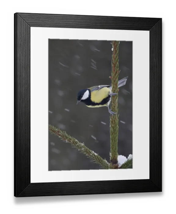 Framed Print : Great Tit (Parus major) adult, perched on Norway Spruce (Picea abies) planted Christmas tree in snowfall, Bentley, Suffolk, England, january Framed Print : Great Tit (Parus major) adult, perched on Norway Spruce (Picea abies) planted Christmas tree in snowfall, Bentley, Suffolk, England, january