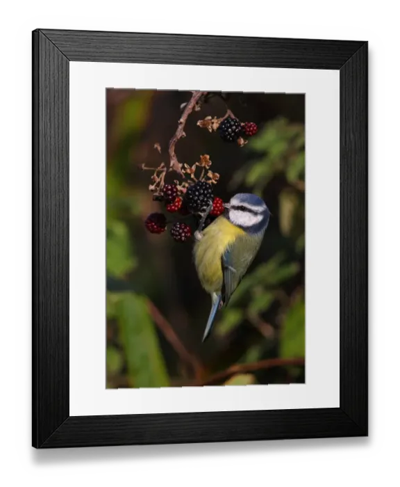 Framed Print : Blue Tit (Parus caeruleus) adult, feeding, hanging from Bramble (Rubus fruticosus) berries, Norfolk, England, november