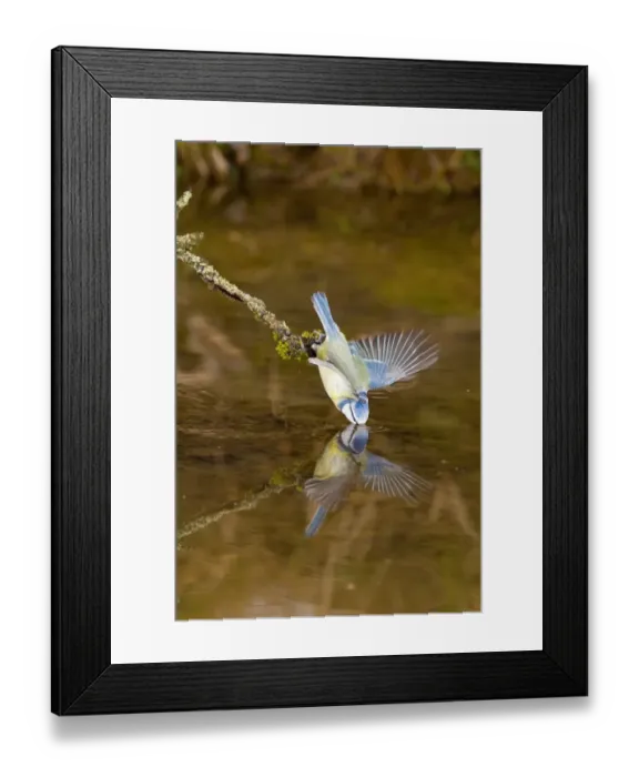 Framed Print : Blue Tit (Parus caeruleus) adult, drinking, using wings for balance, perched on twig over water with reflection, Suffolk, England, february