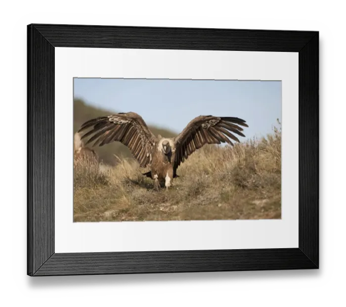 Framed Print : Eurasian Griffon Vulture (Gyps fulvus) adult, with wings spread, Pyrenees, Catalonia, Spain, november Framed Print : Eurasian Griffon Vulture (Gyps fulvus) adult, with wings spread, Pyrenees, Catalonia, Spain, november