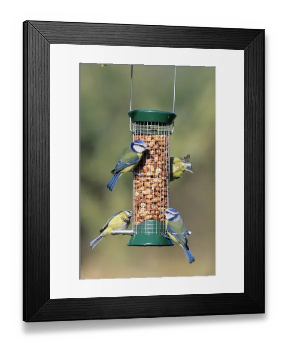 Framed Print : Blue Tit (Parus caeruleus) four adults, feeding at hanging peanut feeder in garden, England, winter