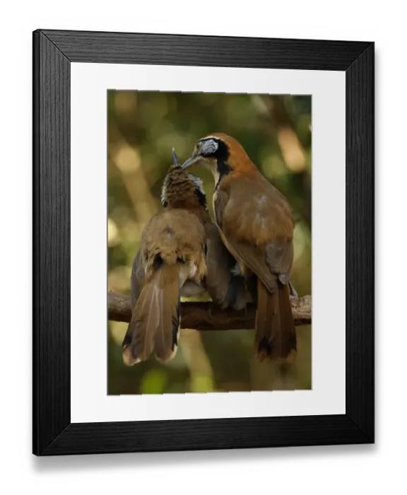 Framed Print : Greater Necklaced Laughingthrush (Garrulax pectoralis subfusus) two adults, mutual preening, perched on branch Framed Print : Greater Necklaced Laughingthrush (Garrulax pectoralis subfusus) two adults, mutual preening, perched on branch