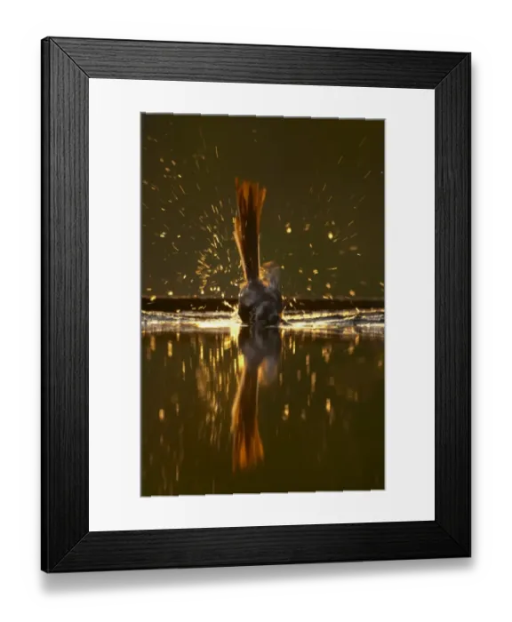 Framed Print : Long-tailed Tit (Aegithalos caudatus) juvenile, bathing in forest pool, backlit with reflection at dusk, Hungary Framed Print : Long-tailed Tit (Aegithalos caudatus) juvenile, bathing in forest pool, backlit with reflection at dusk, Hungary