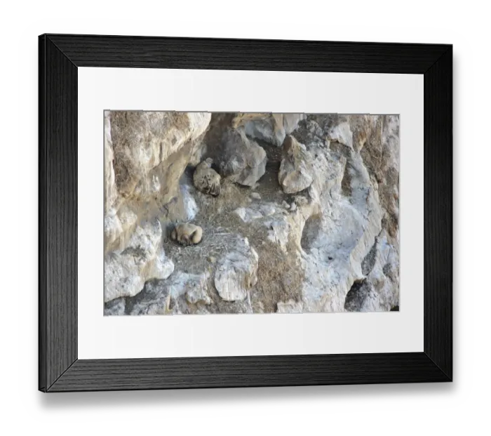 Framed Print : Cape Vulture (Gyps coprotheres) two adults, sitting on nests on cliff, Drakensberg Mountains, South Africa Framed Print : Cape Vulture (Gyps coprotheres) two adults, sitting on nests on cliff, Drakensberg Mountains, South Africa
