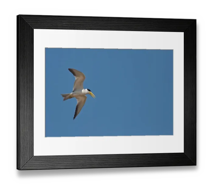 Framed Print : Large-billed Tern (Phaetusa simplex) adult, breeding plumage, in flight, Cuiaba River, Mato Grosso, Brazil, september Framed Print : Large-billed Tern (Phaetusa simplex) adult, breeding plumage, in flight, Cuiaba River, Mato Grosso, Brazil, september