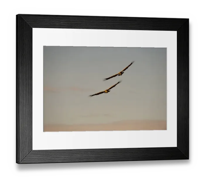 Framed Print : Eurasian Griffon Vulture (Gyps fulvus) two adults, in flight, Catalonia, Spain, november Framed Print : Eurasian Griffon Vulture (Gyps fulvus) two adults, in flight, Catalonia, Spain, november