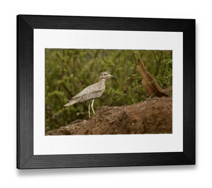 Framed Print : Senegal Thick-knee (Burhinus senegalensis) adult, standing on riverbank, Niokolo-Koba, Senegal, february Framed Print : Senegal Thick-knee (Burhinus senegalensis) adult, standing on riverbank, Niokolo-Koba, Senegal, february