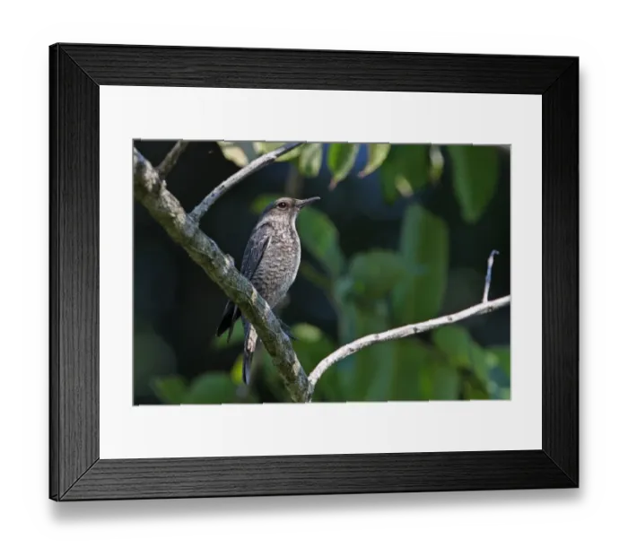 Framed Print : Blue Rock-thrush (Monticola solitarius) adult female, perched on branch, Kaeng Krachan N. P. Thailand, february Framed Print : Blue Rock-thrush (Monticola solitarius) adult female, perched on branch, Kaeng Krachan N. P. Thailand, february
