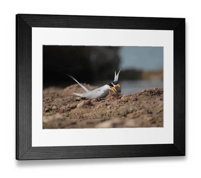 Framed Print : River Tern (Sterna aurantia) adult pair, displaying on riverbank, Chambal River, Uttar Pradesh, India, january Framed Print : River Tern (Sterna aurantia) adult pair, displaying on riverbank, Chambal River, Uttar Pradesh, India, january