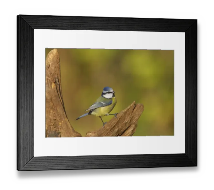 Framed Print : Blue Tit (Parus caeruleus) adult, perched on stump, Lea Valley Country Park, Hertfordshire, England Framed Print : Blue Tit (Parus caeruleus) adult, perched on stump, Lea Valley Country Park, Hertfordshire, England