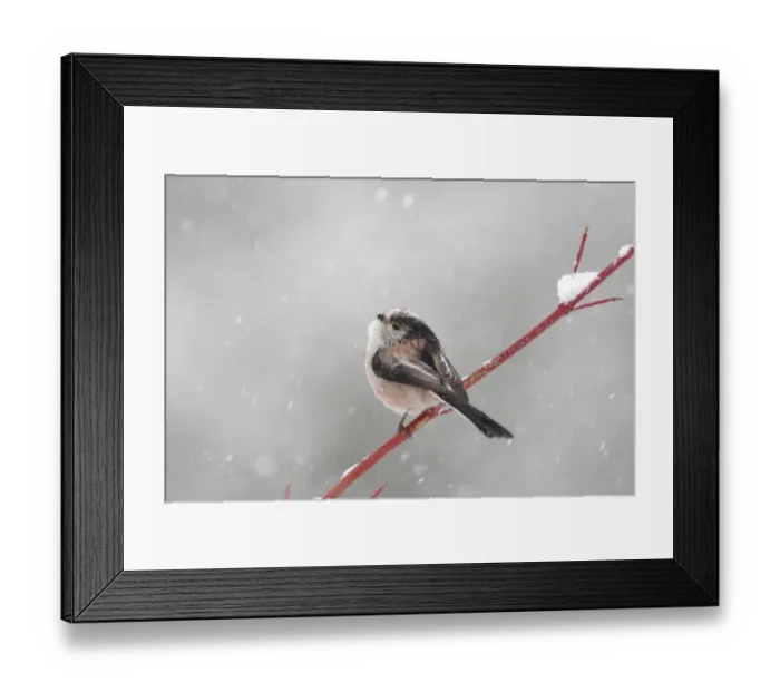 Framed Print : Long-tailed Tit (Aegithalos caudatus) adult, perched on twig in snowstorm, Yorkshire, England, february Framed Print : Long-tailed Tit (Aegithalos caudatus) adult, perched on twig in snowstorm, Yorkshire, England, february