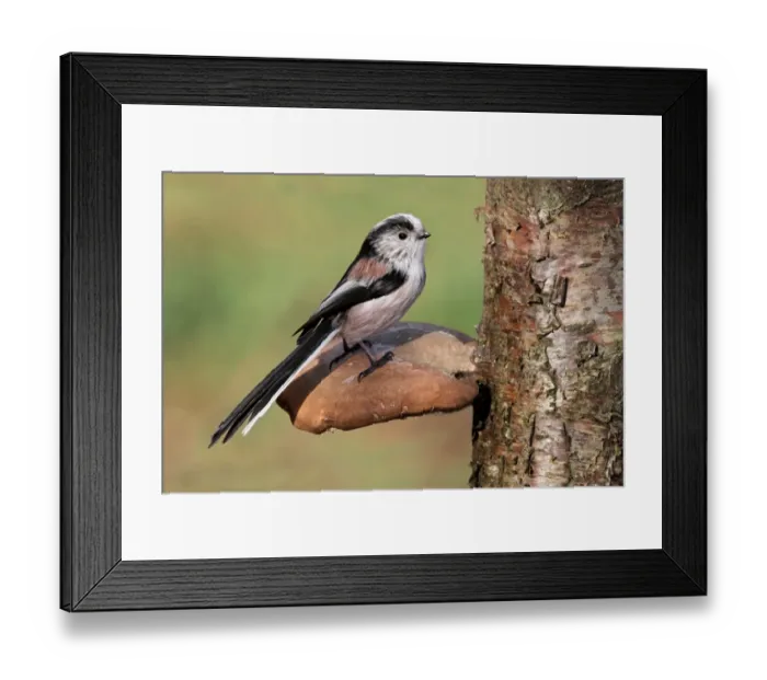 Framed Print : Long-tailed Tit (Aegithalos caudatus) adult, perched on Birch Polypore (Piptoporus betulinus) fruiting body, Leicestershire, England, february