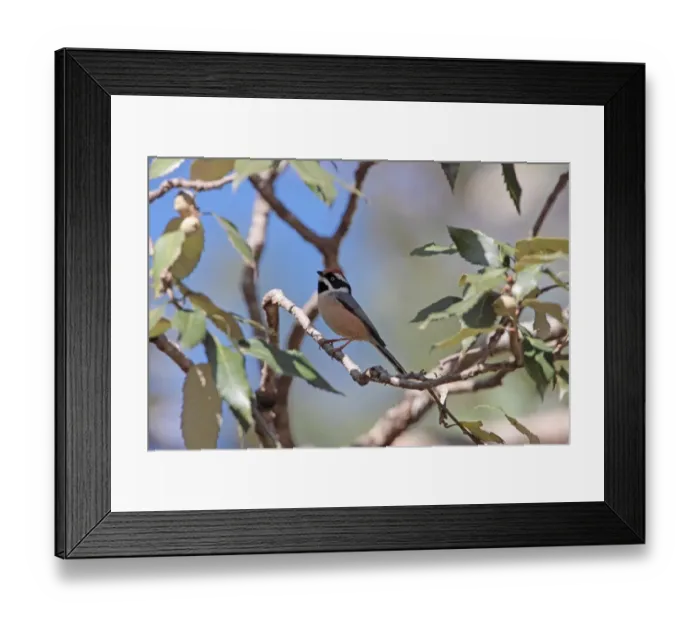 Framed Print : Black-throated Tit (Aegithalos concinnus) adult, perched on branch, Pangott, Uttarakhand, India, february