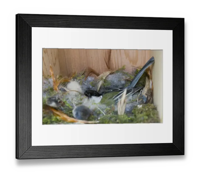 Framed Print : Great Tit (Parus major) adult, incubating eggs, sitting on nest in nestbox, Norfolk, England, april