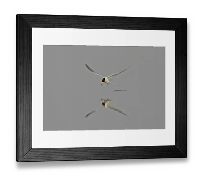 Framed Print : Little Tern (Sterna albifrons sinensis) adult, in flight, catching fish in beak with reflection, Hebei, China, may Framed Print : Little Tern (Sterna albifrons sinensis) adult, in flight, catching fish in beak with reflection, Hebei, China, may