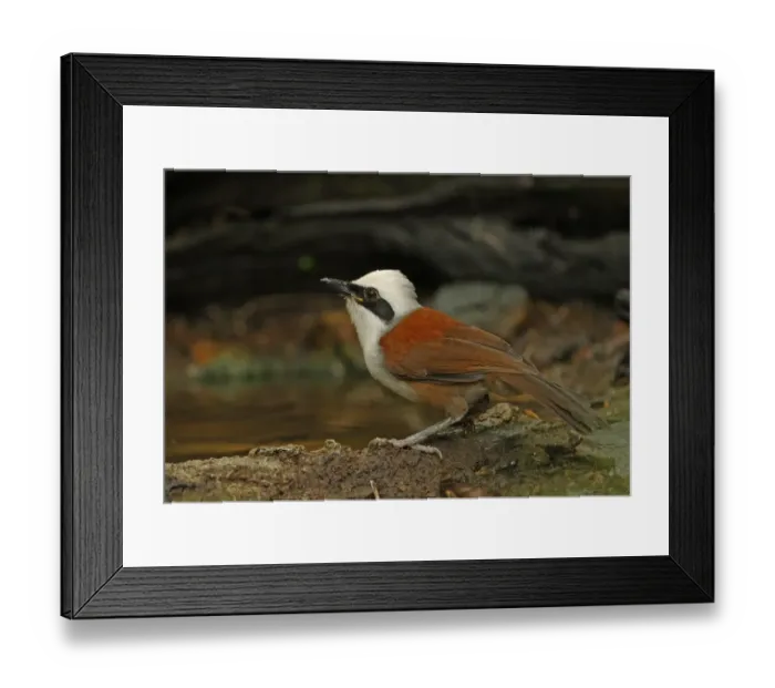 Framed Print : White-crested Laughingthrush (Garrulax leucolophus belangeri) adult, drinking at forest pool, Kaeng Krachan N. P. Thailand, november
