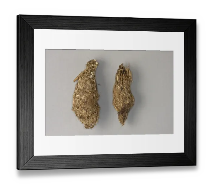 Framed Print : Egyptian Vulture (Neophron percnopterus) two pellets, Spain Framed Print : Egyptian Vulture (Neophron percnopterus) two pellets, Spain