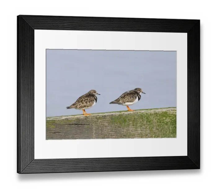 Framed Print : Ruddy Turnstone (Arenaria interpres) two adults, winter plumage, standing on breakwater, Leysdown-on-Sea, Isle of Sheppey, Kent, England, february Framed Print : Ruddy Turnstone (Arenaria interpres) two adults, winter plumage, standing on breakwater, Leysdown-on-Sea, Isle of Sheppey, Kent, England, february