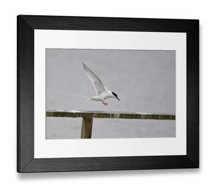 Framed Print : Roseate Tern (Sterna dougallii) adult, in flight, landing, Minsmere RSPB Reserve, Suffolk, England, june Framed Print : Roseate Tern (Sterna dougallii) adult, in flight, landing, Minsmere RSPB Reserve, Suffolk, England, june