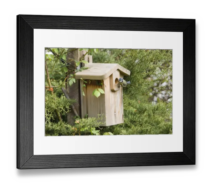 Framed Print : Blue Tit (Parus caeruleus) adult, at nestbox entrance in garden, Kent, England, spring Framed Print : Blue Tit (Parus caeruleus) adult, at nestbox entrance in garden, Kent, England, spring