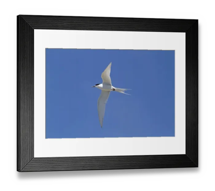 Framed Print : White-fronted Tern (Sterna striata) adult, breeding plumage, in flight, Kaikoura, South Island, New Zealand, november Framed Print : White-fronted Tern (Sterna striata) adult, breeding plumage, in flight, Kaikoura, South Island, New Zealand, november
