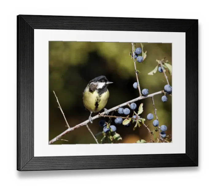 Framed Print : Great Tit (Parus major) adult, with tumor growth on head, perched on blackthorn twig with berries, Warwickshire, England, october Framed Print : Great Tit (Parus major) adult, with tumor growth on head, perched on blackthorn twig with berries, Warwickshire, England, october
