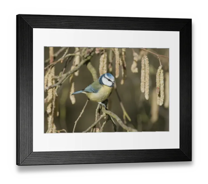 Framed Print : Blue Tit (Parus caeruleus) adult, perched on Common Hazel (Corylus avellana) twig with catkins, North Downs, Kent, England, march Framed Print : Blue Tit (Parus caeruleus) adult, perched on Common Hazel (Corylus avellana) twig with catkins, North Downs, Kent, England, march