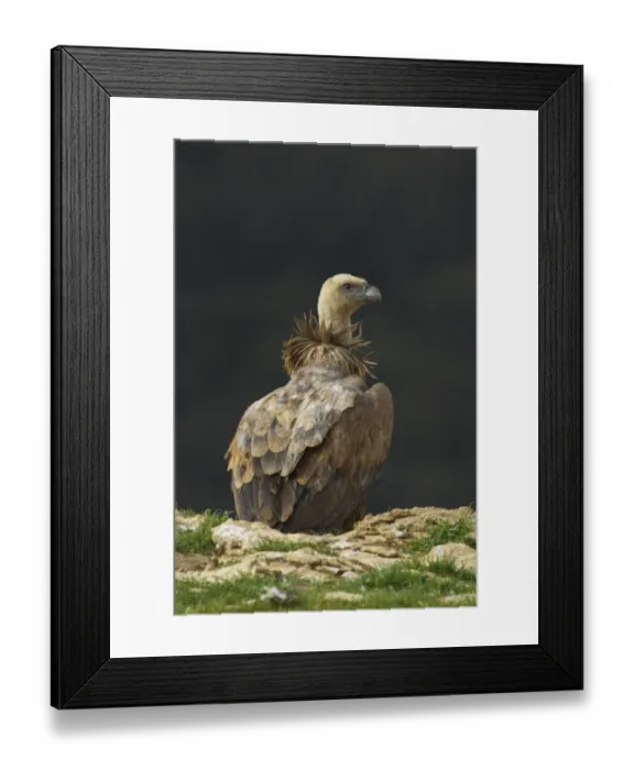 Framed Print : Eurasian Griffon Vulture (Gyps fulvus) adult, standing on cliff edge, Segovia, Castile and Leon, Spain Framed Print : Eurasian Griffon Vulture (Gyps fulvus) adult, standing on cliff edge, Segovia, Castile and Leon, Spain