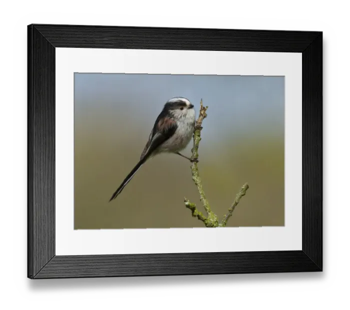 Framed Print : Long-tailed Tit (Aegithalos caudatus) adult, perched on twig, Islesteps, Dumfries and Galloway, Scotland, april