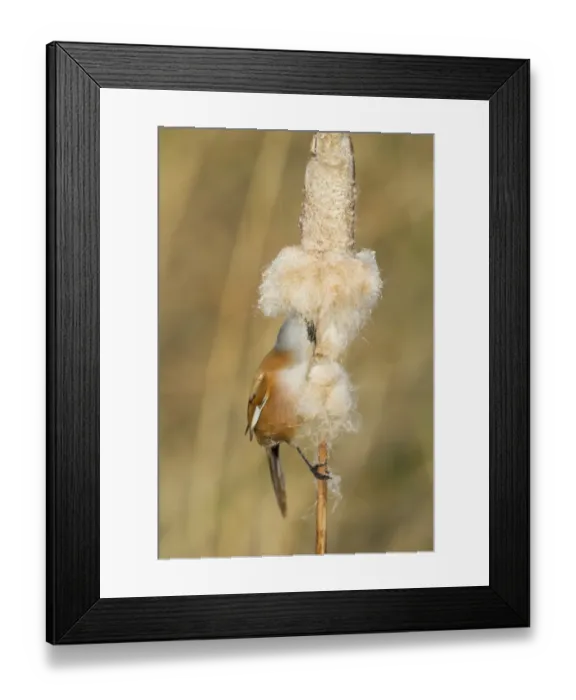 Framed Print : Bearded Tit (Panurus biarmicus) adult male, feeding on Reedmace (Typha sp. ) seeds in reedbed, Rainham Marshes RSPB Reserve, Thames Estuary, Essex, England, january Framed Print : Bearded Tit (Panurus biarmicus) adult male, feeding on Reedmace (Typha sp. ) seeds in reedbed, Rainham Marshes RSPB Reserve, Thames Estuary, Essex, England, january