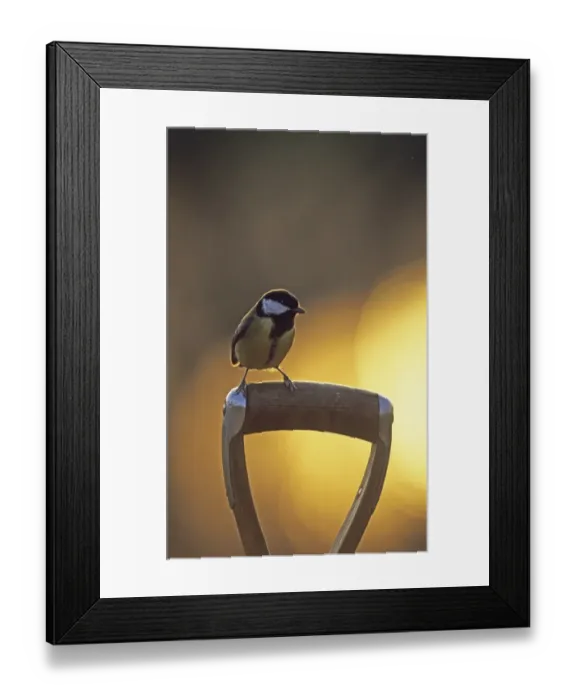 Framed Print : Great Tit (Parus major) adult, perched on tool handle in garden at sunset, England, winter Framed Print : Great Tit (Parus major) adult, perched on tool handle in garden at sunset, England, winter
