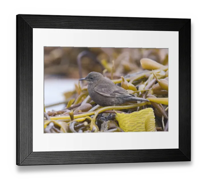 Framed Print : Tussac-bird (Cinclodes antarcticus) adult, standing amongst seaweed, Sea Lion Island, Falkland Islands, november Framed Print : Tussac-bird (Cinclodes antarcticus) adult, standing amongst seaweed, Sea Lion Island, Falkland Islands, november