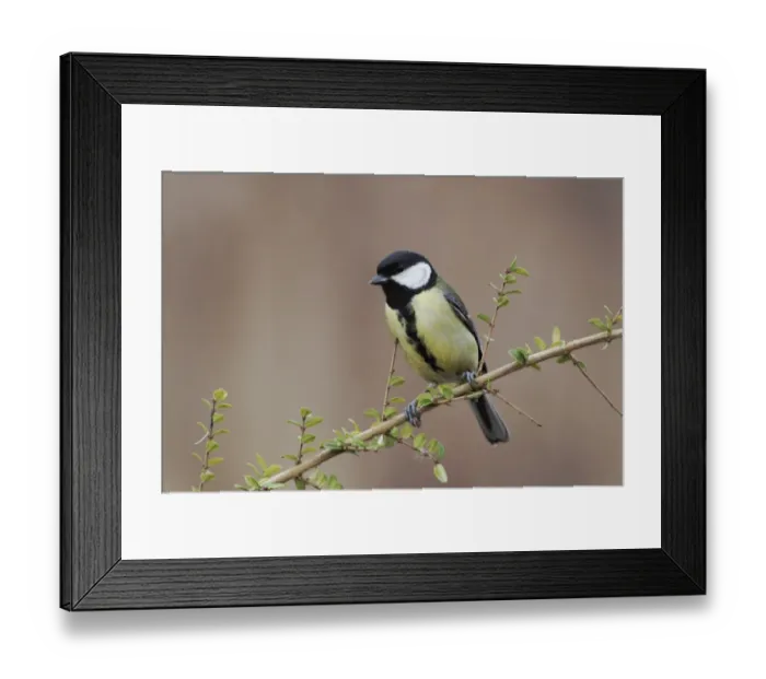 Framed Print : Great Tit (Parus major) adult, perched on twig, Staffordshire, England, february Framed Print : Great Tit (Parus major) adult, perched on twig, Staffordshire, England, february