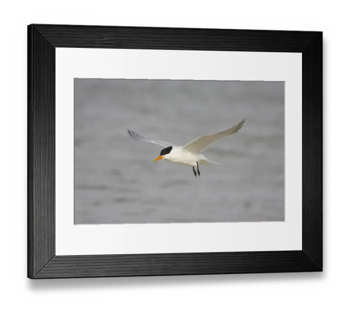 Framed Print : Royal Tern (Sterna maxima) adult, breeding plumage, in flight, Fort de Soto, Florida, U. S. A Framed Print : Royal Tern (Sterna maxima) adult, breeding plumage, in flight, Fort de Soto, Florida, U. S. A