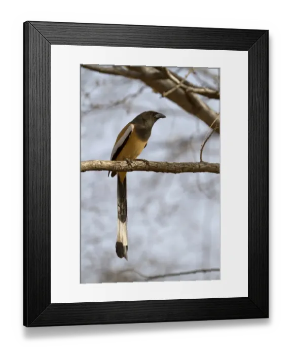 Framed Print : Rufous Treepie (Dendrocitta vagabunda) adult, perched on branch, Ranthambore N. P. Rajasthan, India Framed Print : Rufous Treepie (Dendrocitta vagabunda) adult, perched on branch, Ranthambore N. P. Rajasthan, India