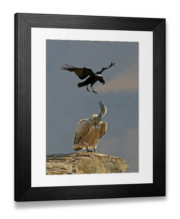 Framed Print : Cape Vulture (Gyps coprotheres) adult, standing on rock, harassed by White-necked Raven (Corvus albicollis) adult, in flight, Giant's Castle Reserve, Drakensberg Mountains, Natal, South Africa