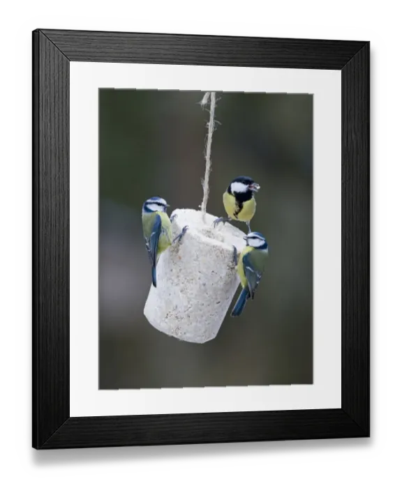 Framed Print : Blue Tit (Parus caeruleus) and Great Tit (Parus major) adults, feeding on fat feeder in garden, England, winter Framed Print : Blue Tit (Parus caeruleus) and Great Tit (Parus major) adults, feeding on fat feeder in garden, England, winter