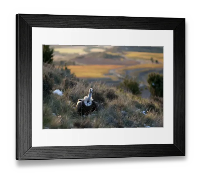 Framed Print : Eurasian Griffon Vulture (Gyps fulvus) adult, standing on hillside in habitat, Pyrenees, Catalonia, Spain, november