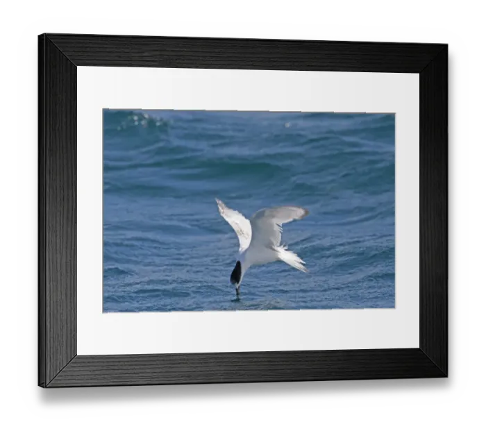 Framed Print : White-fronted Tern (Sterna striata) immature, in flight over sea, feeding from surface of water, New Zealand, november Framed Print : White-fronted Tern (Sterna striata) immature, in flight over sea, feeding from surface of water, New Zealand, november
