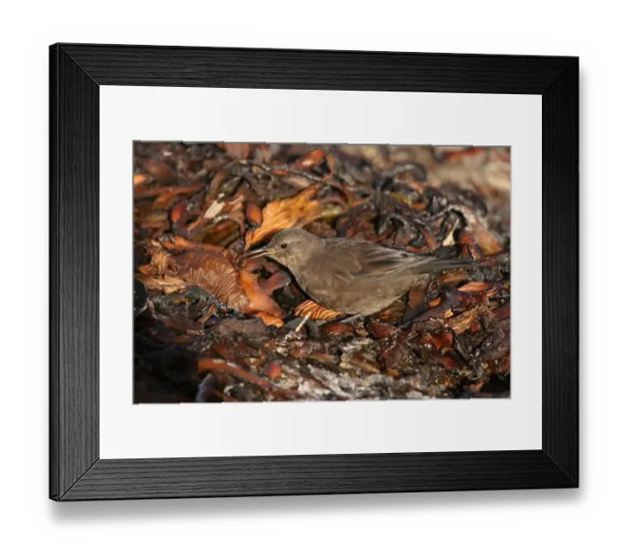 Framed Print : Tussac-bird (Cinclodes antarcticus antarcticus) adult, feeding on seaweed strewn shore, Carcass Island, Falkland Islands, march Framed Print : Tussac-bird (Cinclodes antarcticus antarcticus) adult, feeding on seaweed strewn shore, Carcass Island, Falkland Islands, march