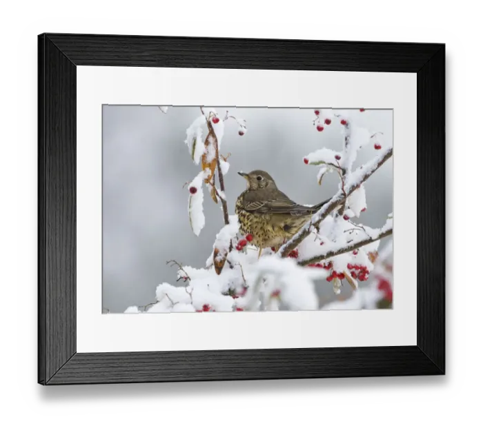 Framed Print : Mistle Thrush (Turdus viscivorus) adult, feeding on snow covered berries in garden, Norfolk, England, december Framed Print : Mistle Thrush (Turdus viscivorus) adult, feeding on snow covered berries in garden, Norfolk, England, december