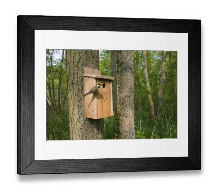 Framed Print : Great Tit (Parus major) adult, with caterpillar in beak, returning to nestbox in woodland habitat, Norfolk, England, may Framed Print : Great Tit (Parus major) adult, with caterpillar in beak, returning to nestbox in woodland habitat, Norfolk, England, may