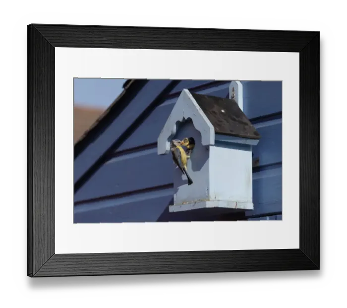 Framed Print : Blue Tit (Parus caeruleus) adult feeding chick, at nestbox entrance on garden shed, Essex, England, may Framed Print : Blue Tit (Parus caeruleus) adult feeding chick, at nestbox entrance on garden shed, Essex, England, may